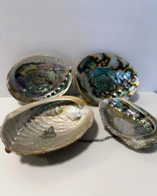 Product: Abalone Shell (4" - 5")