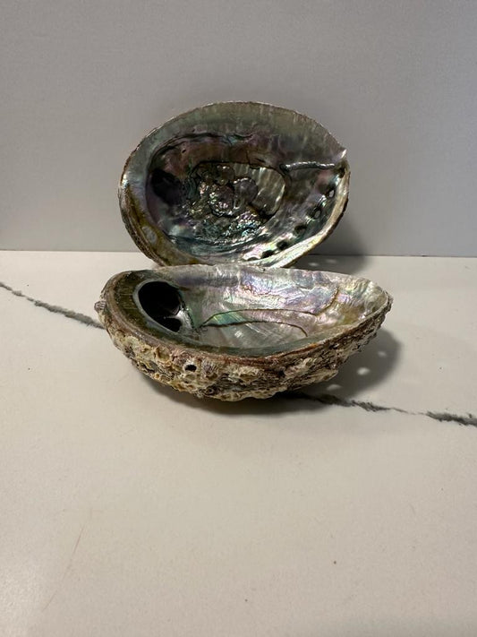 Product: Mexico Green Abalone Shell (6")