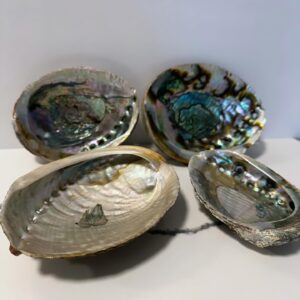 Abalone Shell (4" - 5")