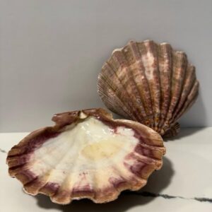 Lion's Paw Shell (5" - 6")