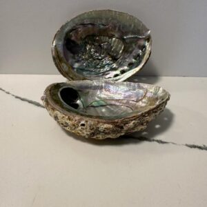 Mexico Green Abalone Shell (6")